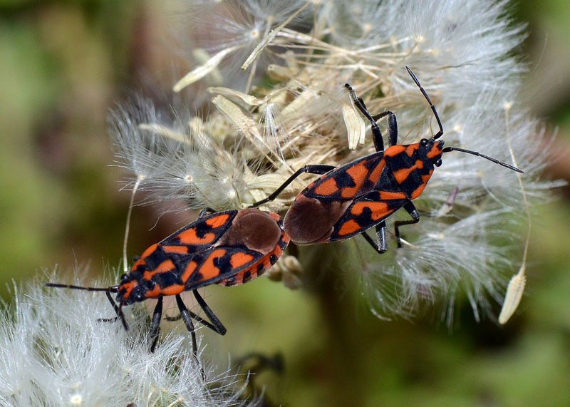 Lygaidae: Spilostethus saxatilis dell''Abruzzo